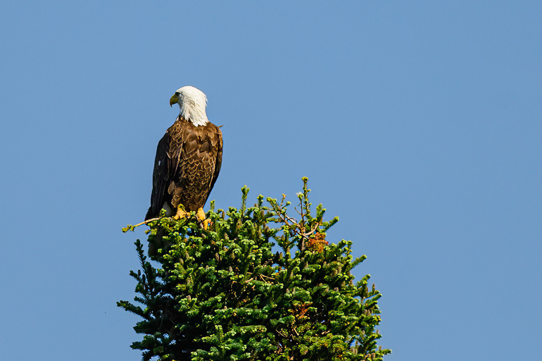 DTGD38054-Bald Eagle