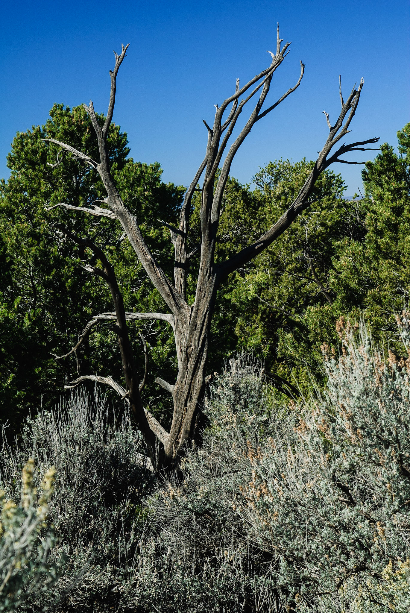 Old Dead Tree, Lowry Pueblo