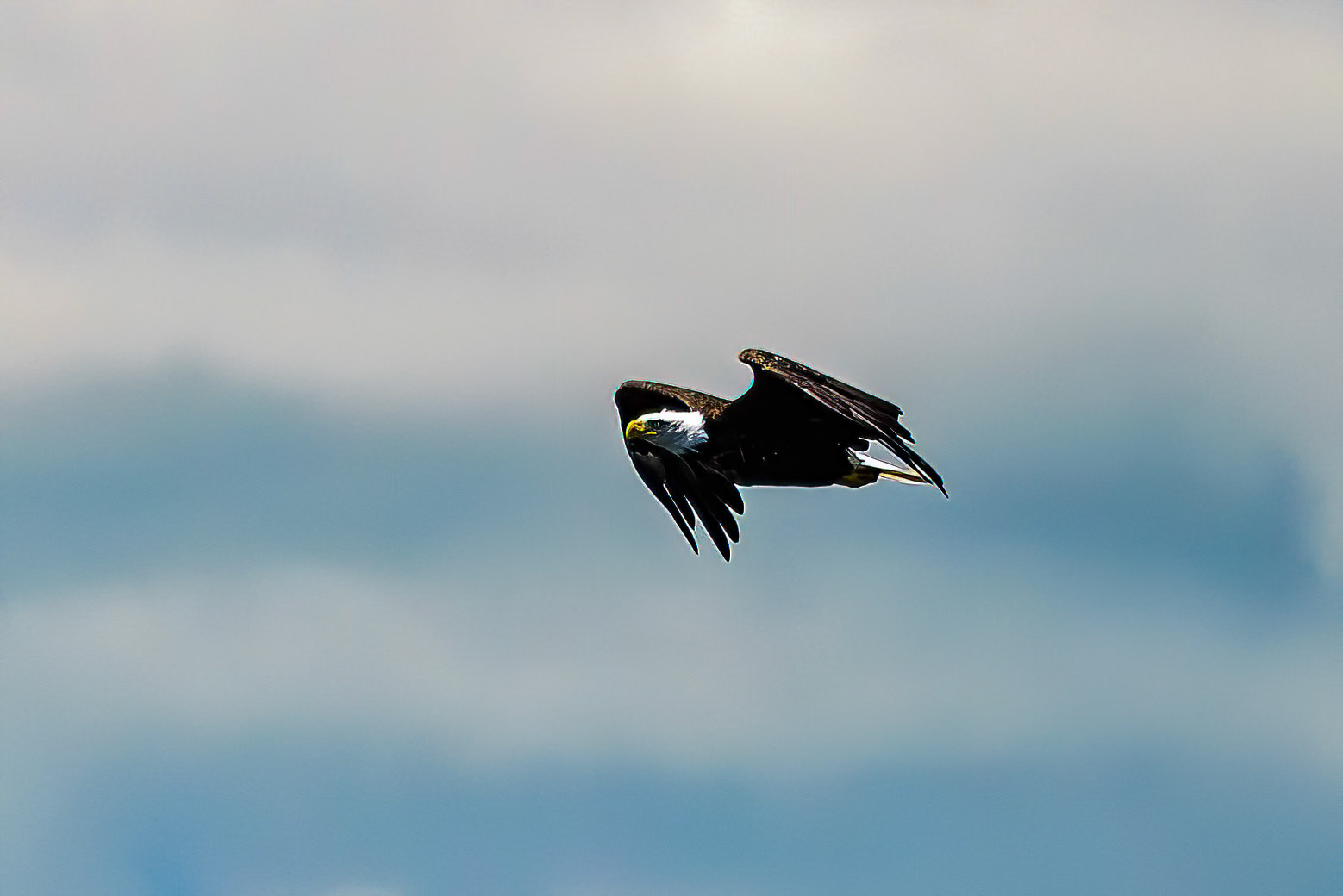 DTGD41531 Bald Eagle on Squam Lake
