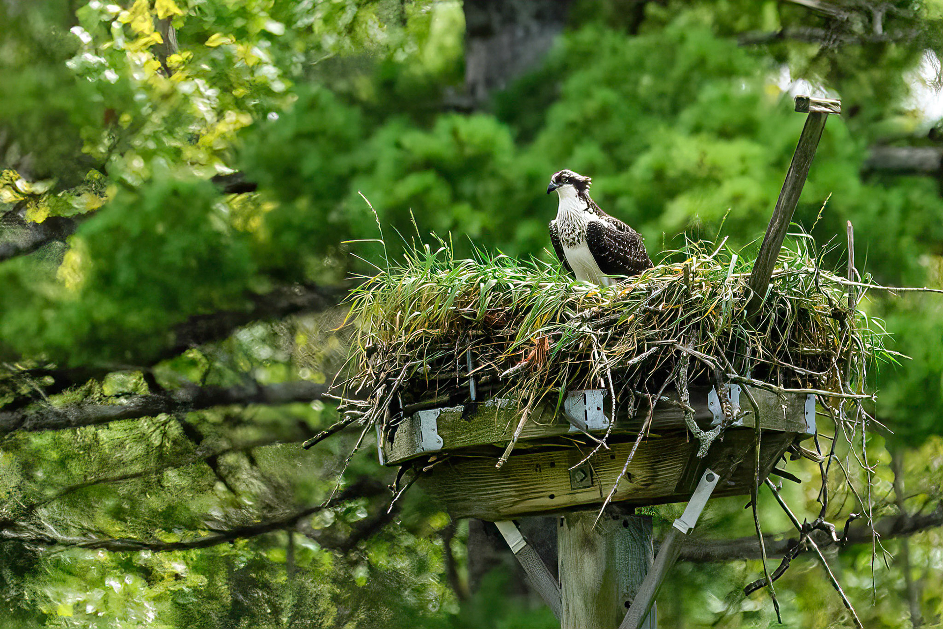 DTGD38298-Osprey