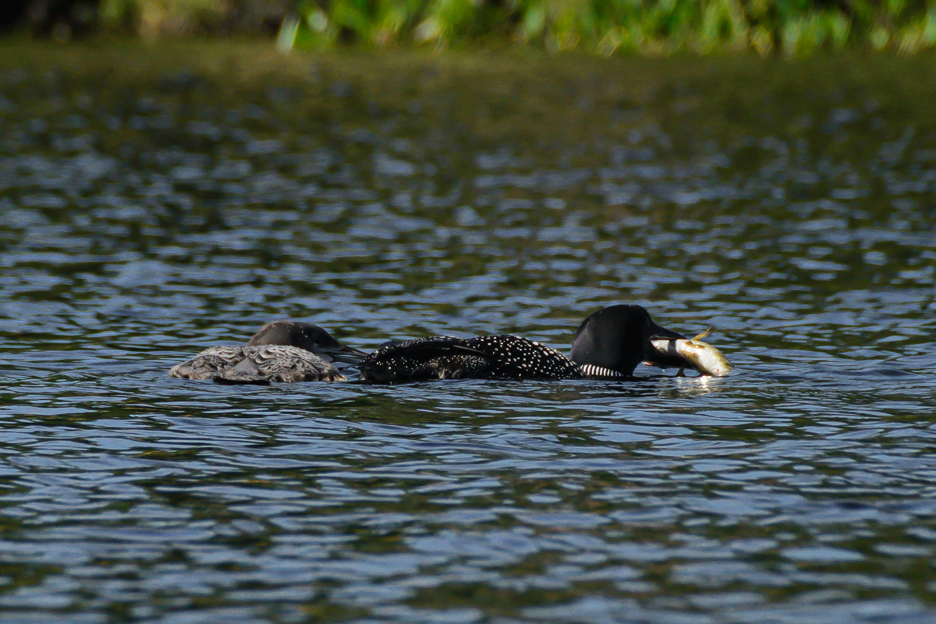 DTGD15537-Loon Eating Lunch