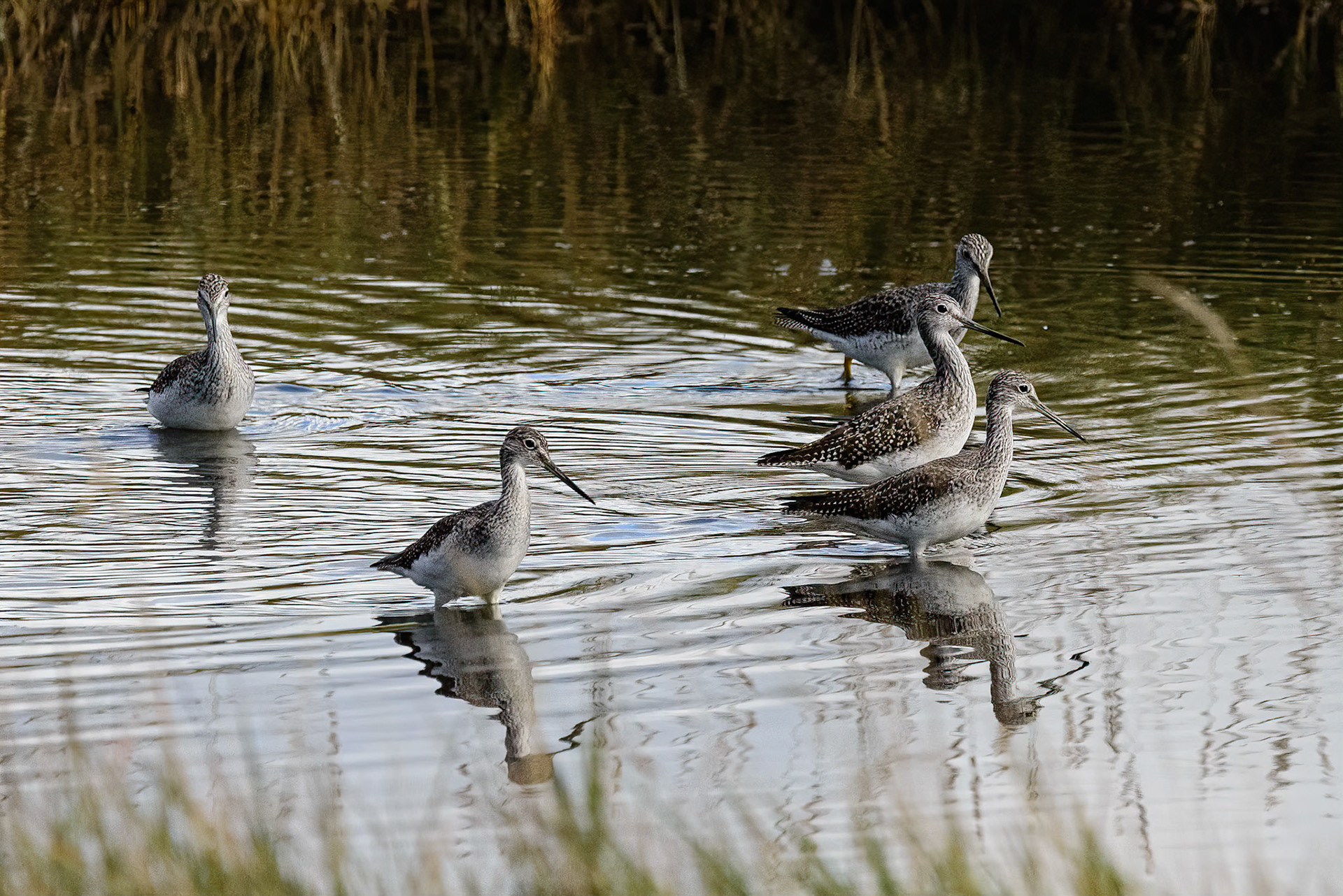 DTGD39104-Greater Yellowlegs