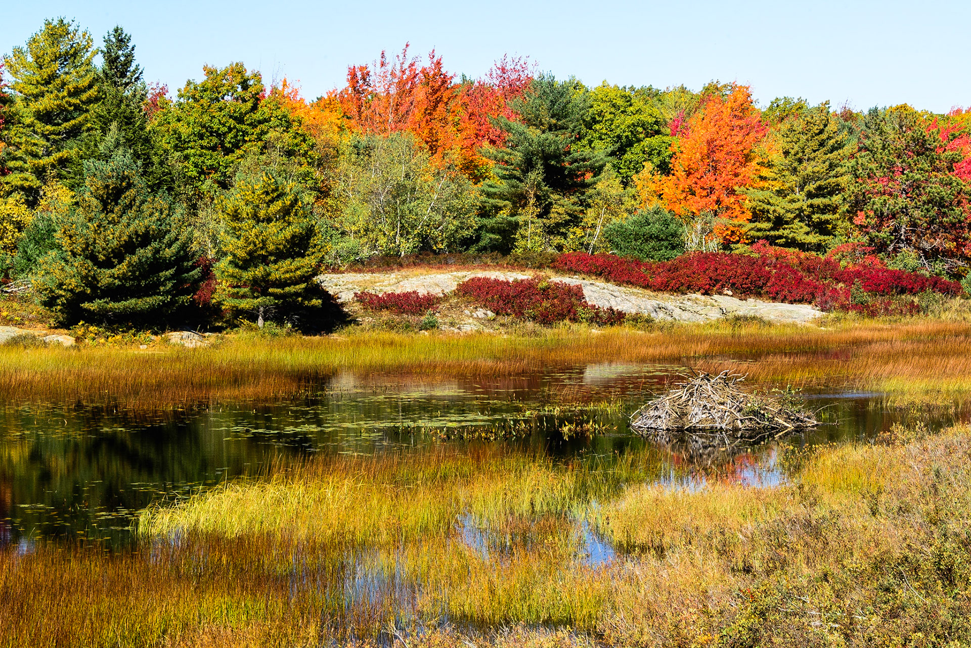 DTGD25067 Duck Brook, Acadia Nat'l Park, ME