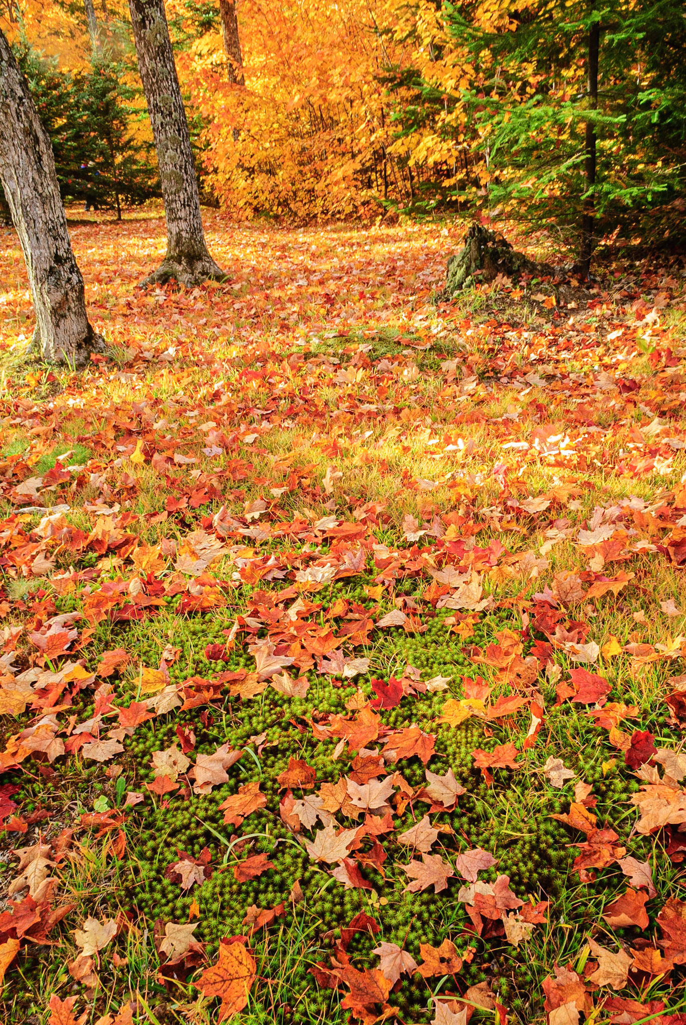 DTGD12877 Fall Color in UP, MI