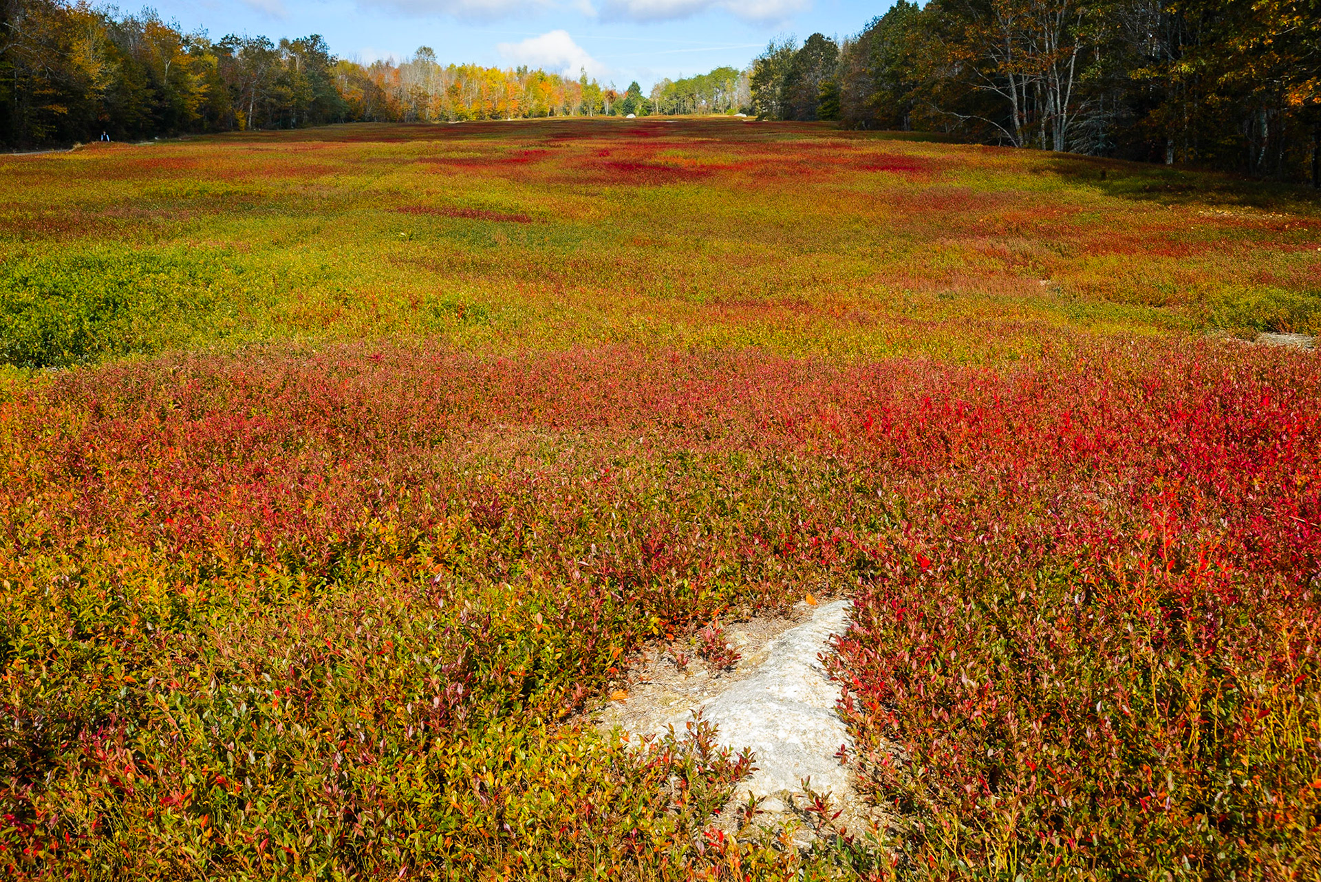 DTGD16428 Blueberry Field