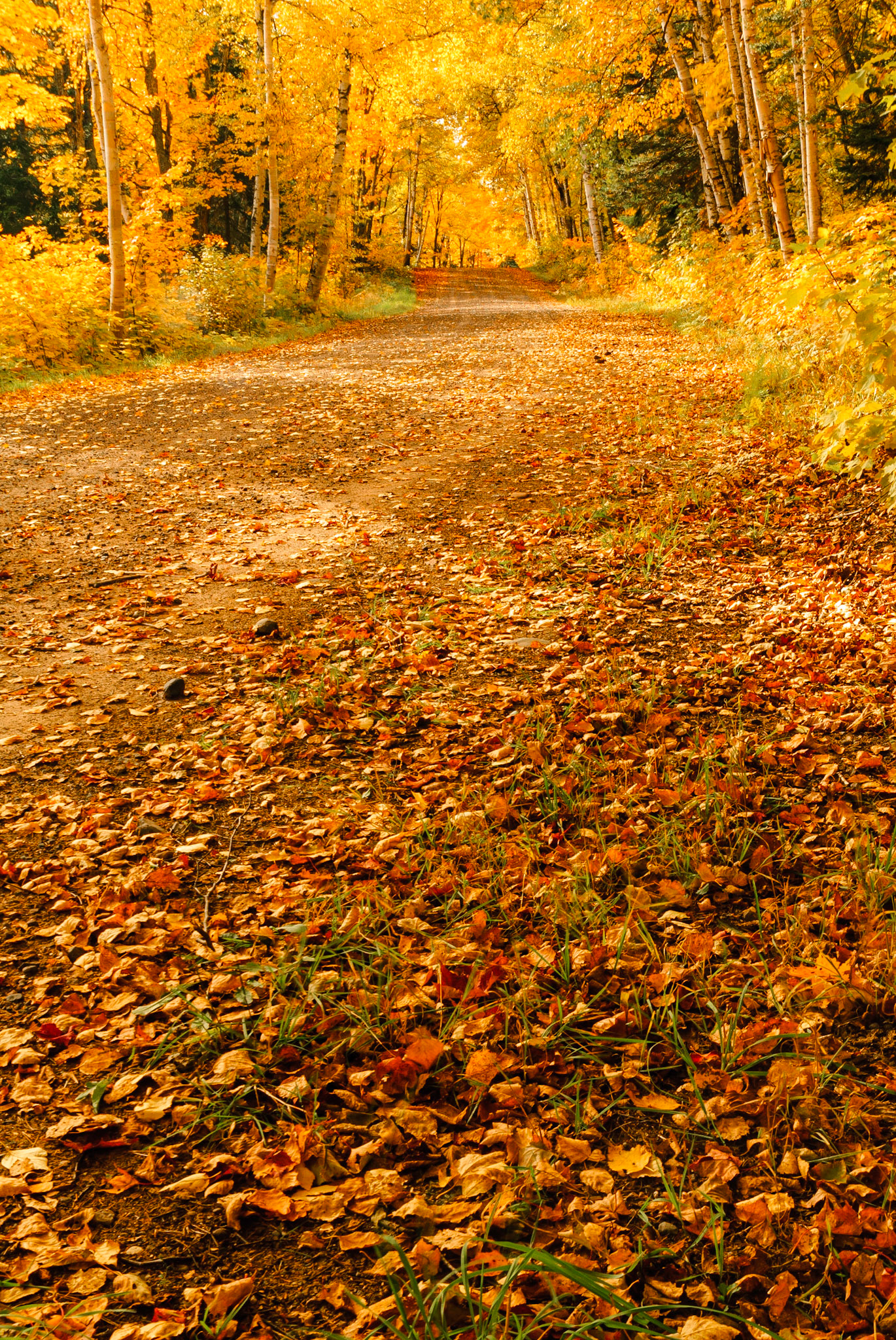 DTGD12809 Fall Color on Wyoming Road, Grant Township, MI