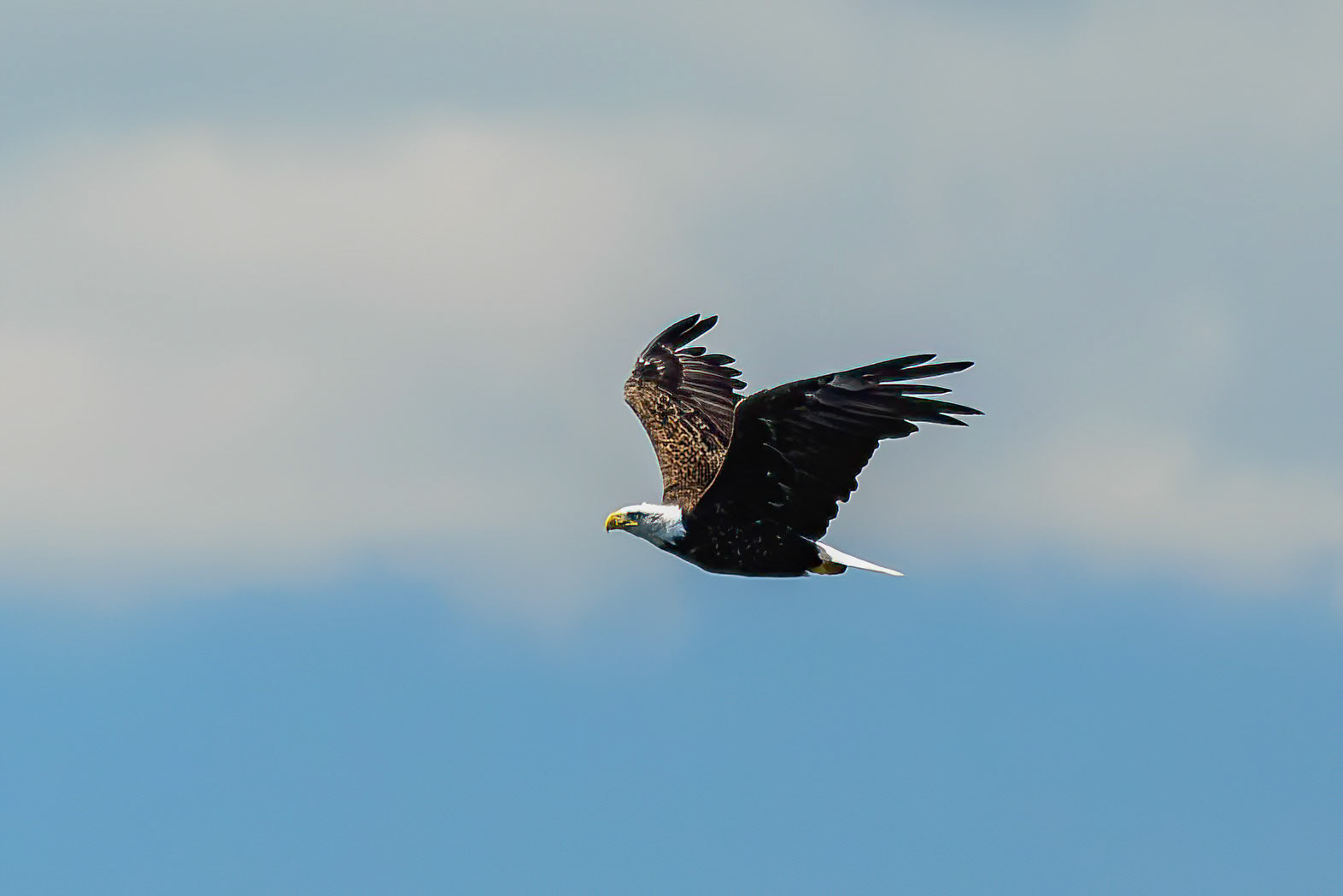DTGD41527 Bald Eagle on Squam Lake