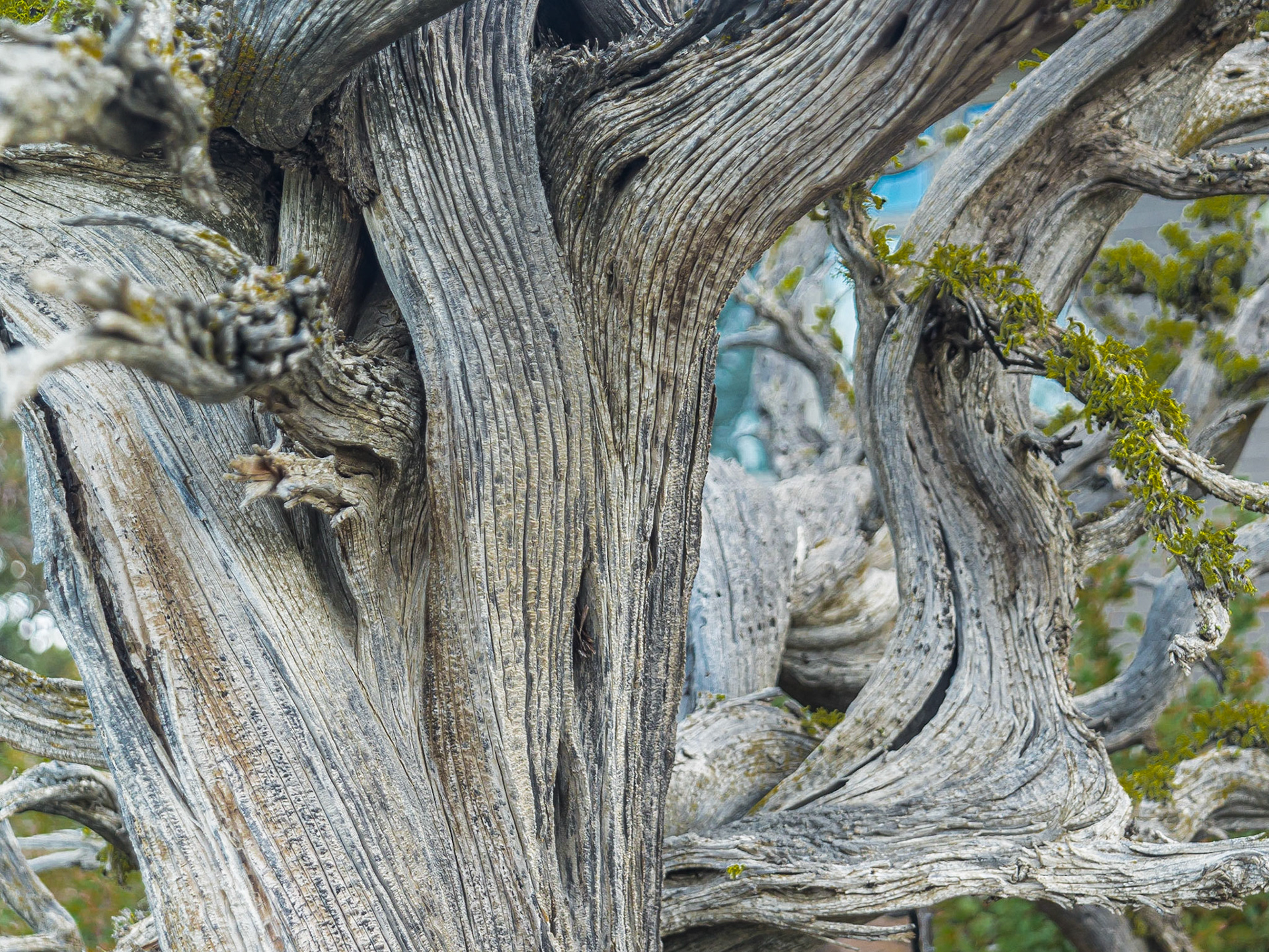 DTGD21501 Gnarled Old Tree