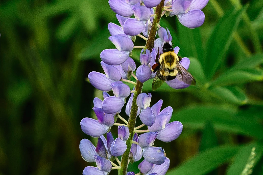 DTGD17898 Bumble Bee Gathering Necter