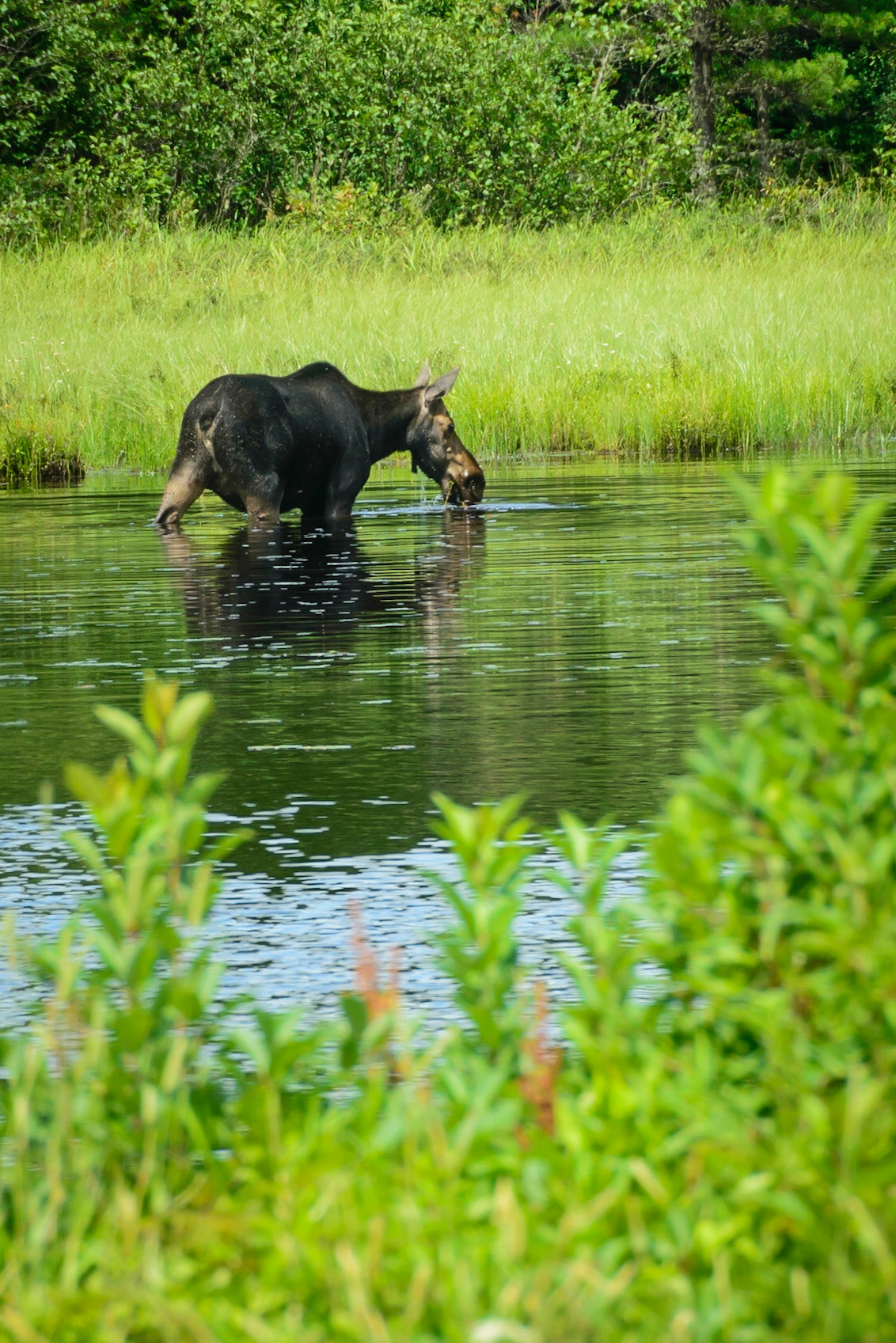 DTGD15704 Moose Near Androscoggin River