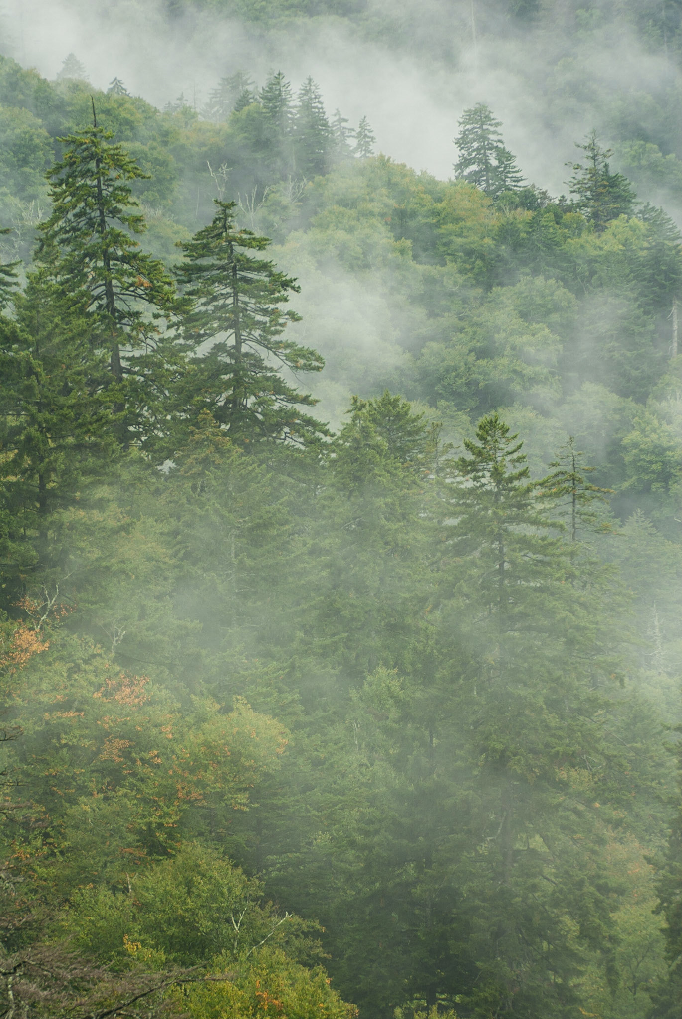 DTGD06101 Misty Day in the Smokies