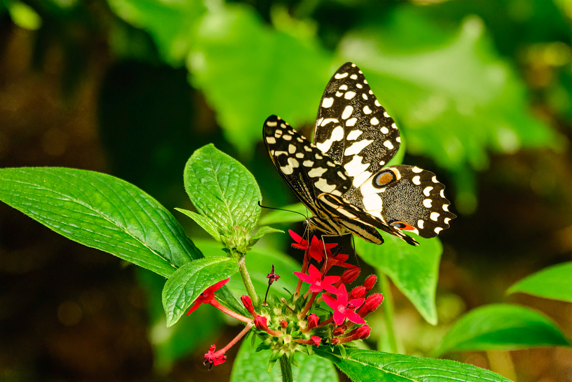 DTGD37701-Common Lime