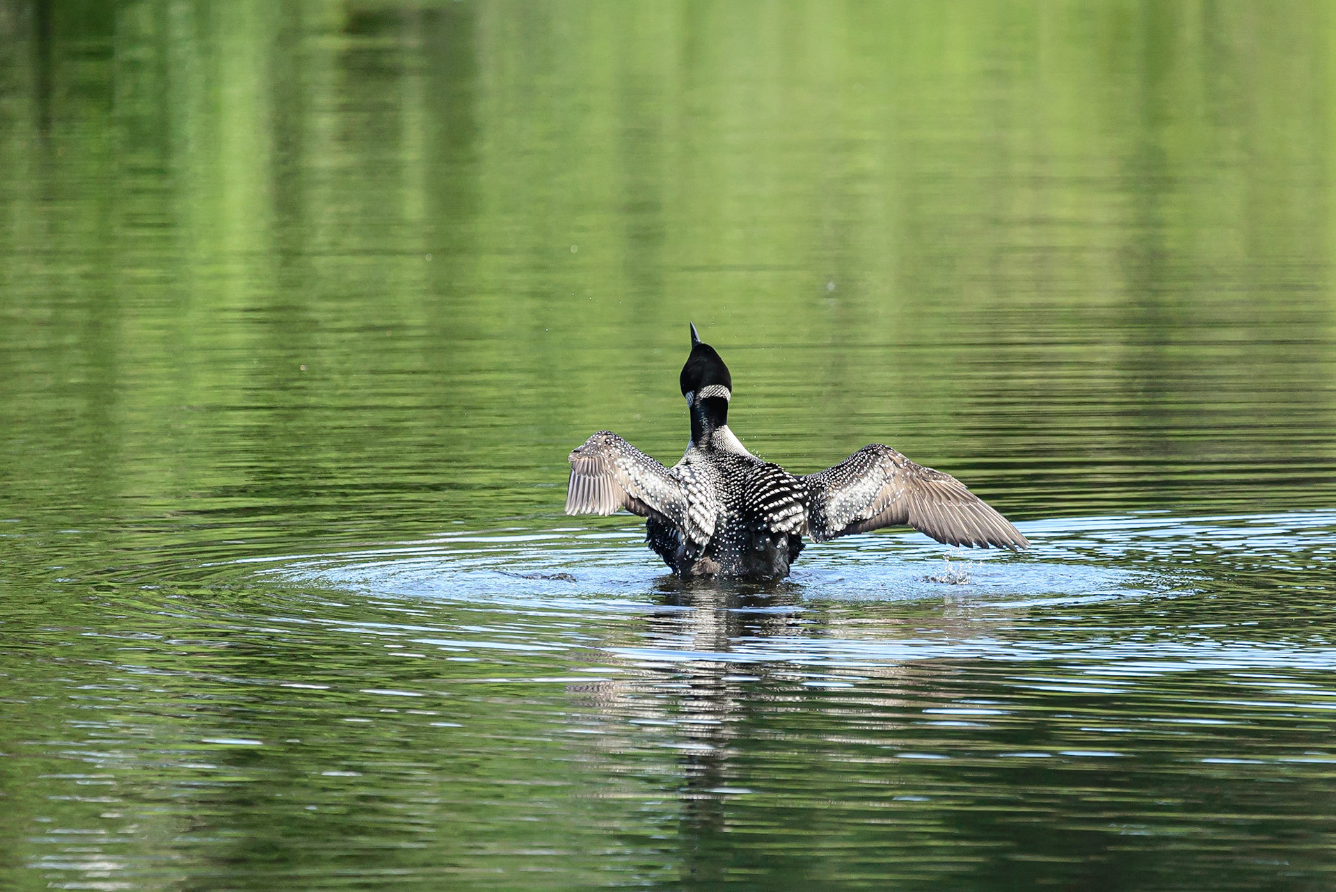 DTGD31356-Loon stretching wings
