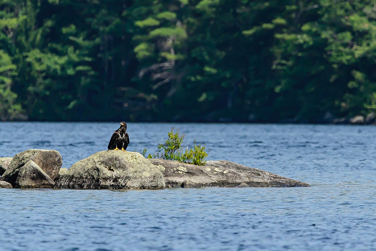 DTGD33040-Young Bald Eagle on Squam Lake