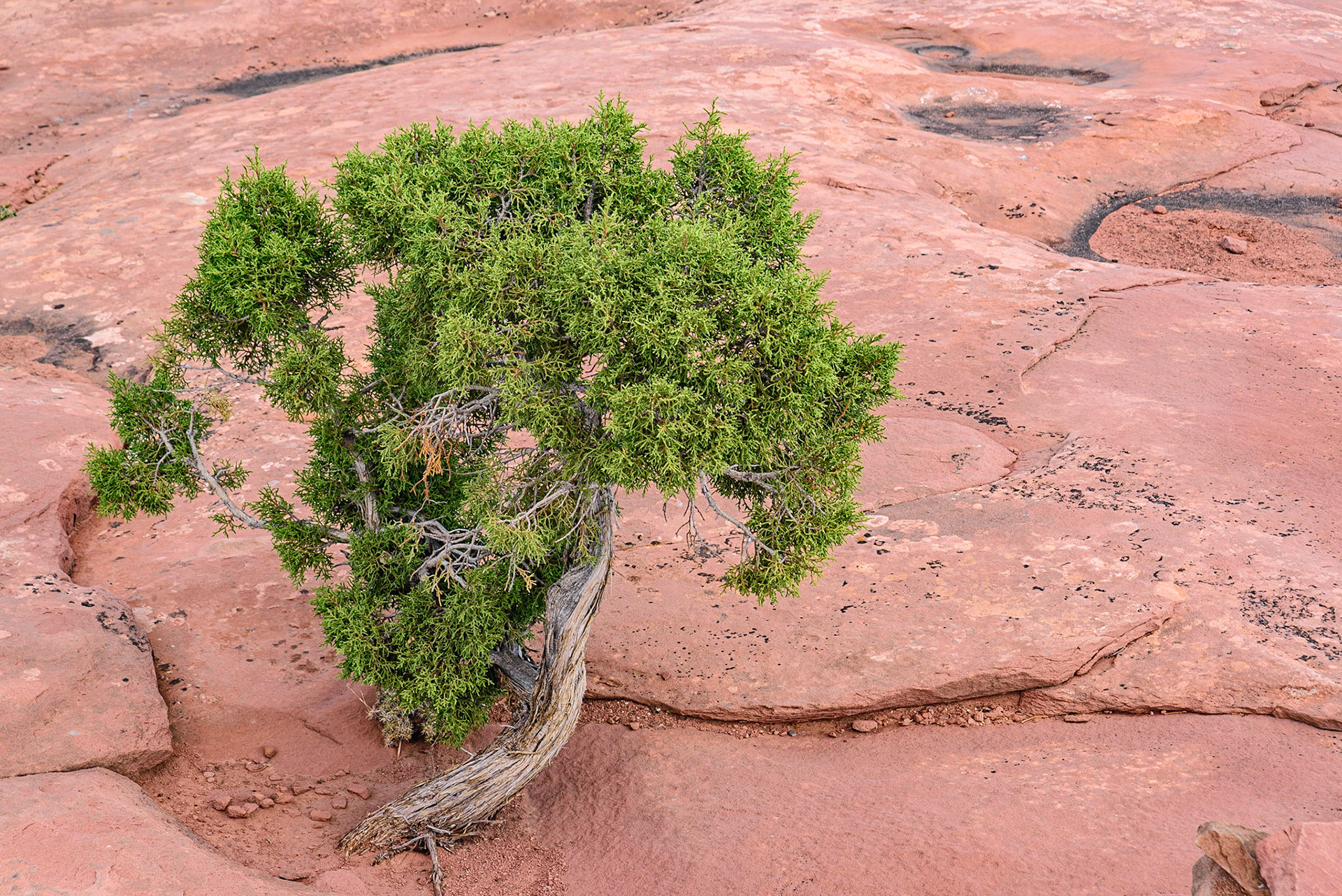 DTGD21752 Young Juiper