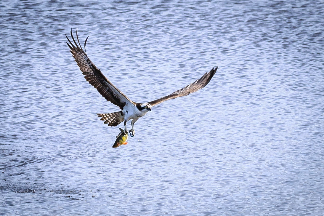 DTGD30592-Osprey catching lunch
