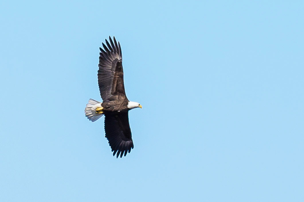 DTGD30750-Eagle