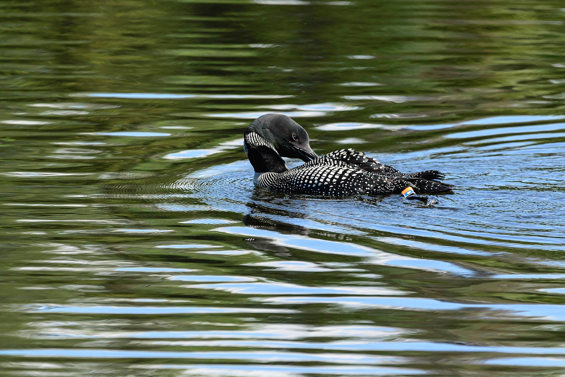 DTGD31323-Loon