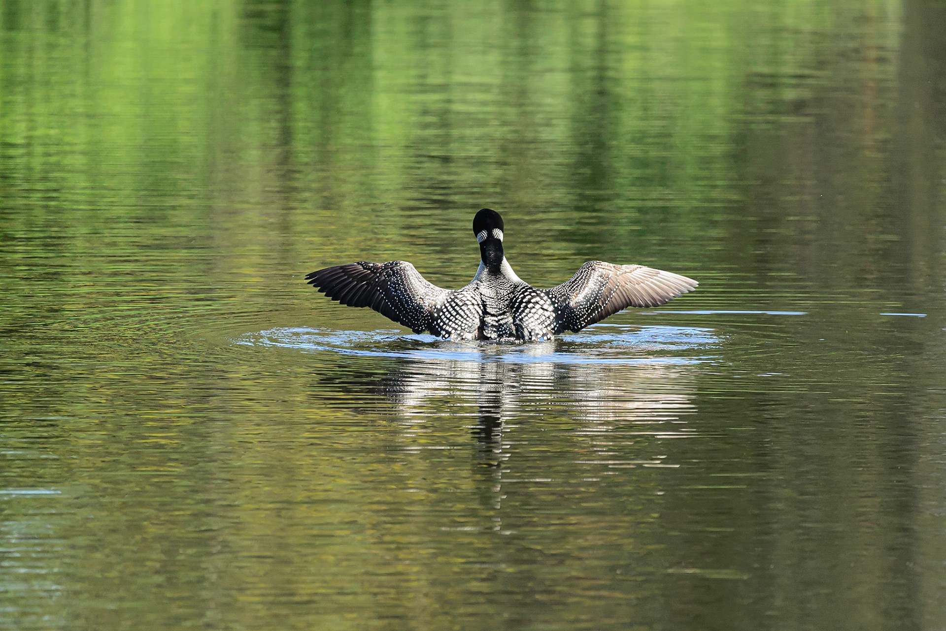 DTGD31345-Loon stretching wings