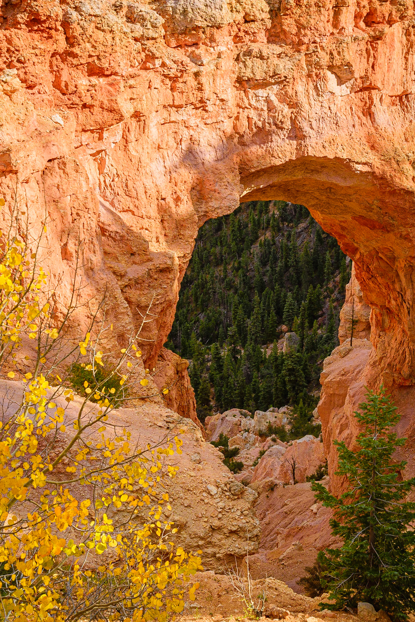 DTGD22082 The Natural Brudge in Bryce Nat'l Park in late afternoon sun.