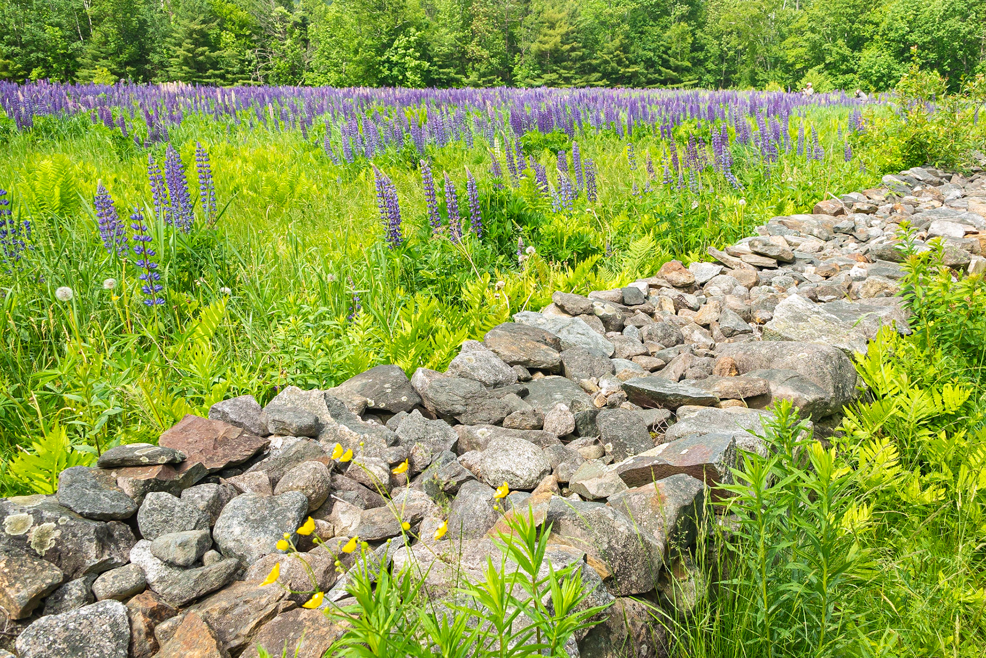 DTGD36084 Lupine Field
