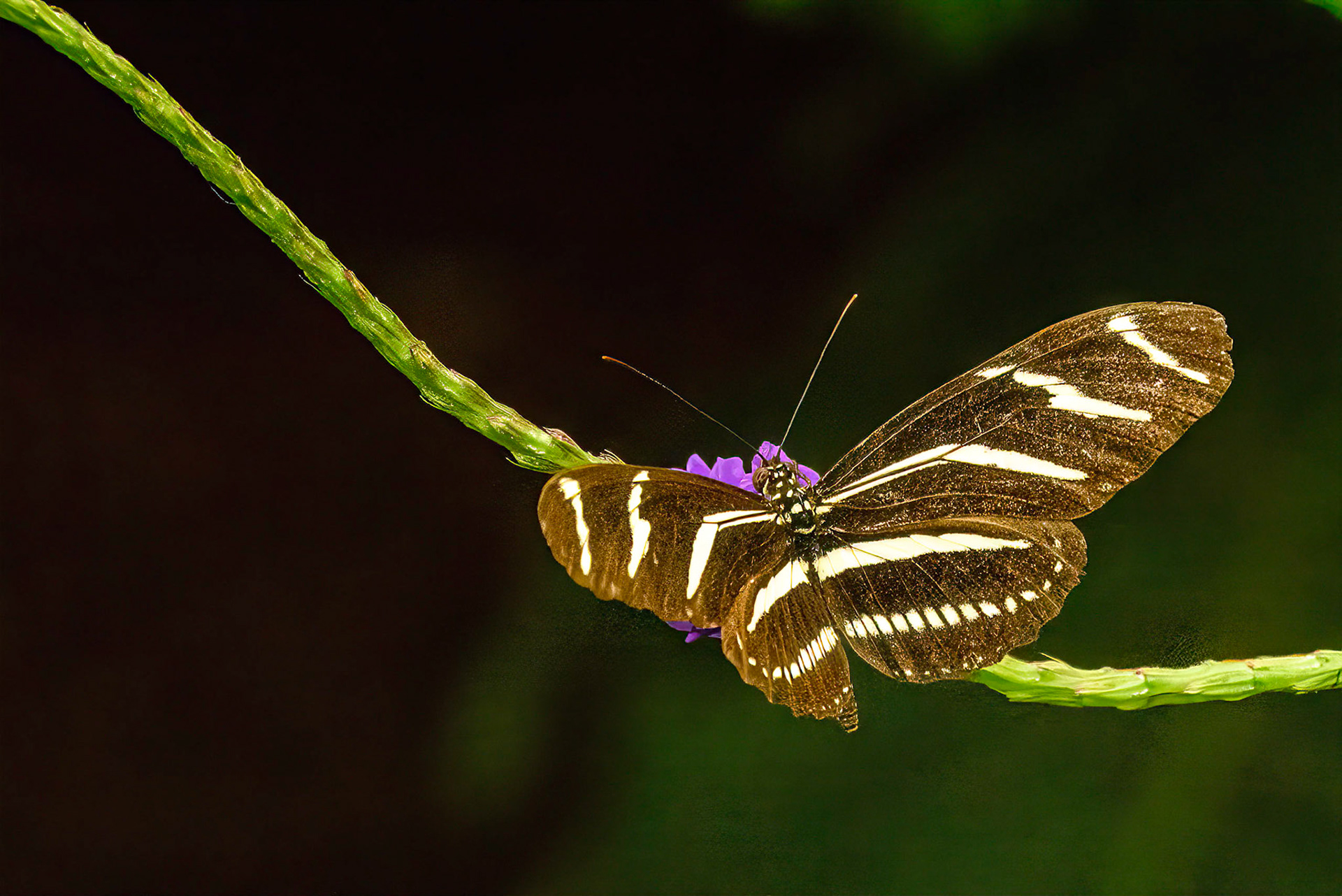 DTGD37810-Zebra Longwing