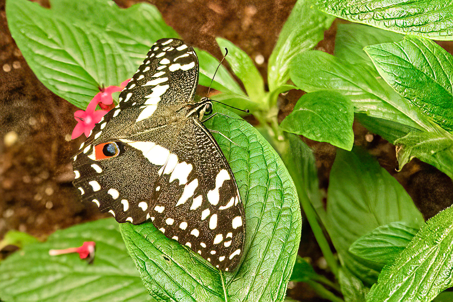 Citrus Swallowtail, Asia