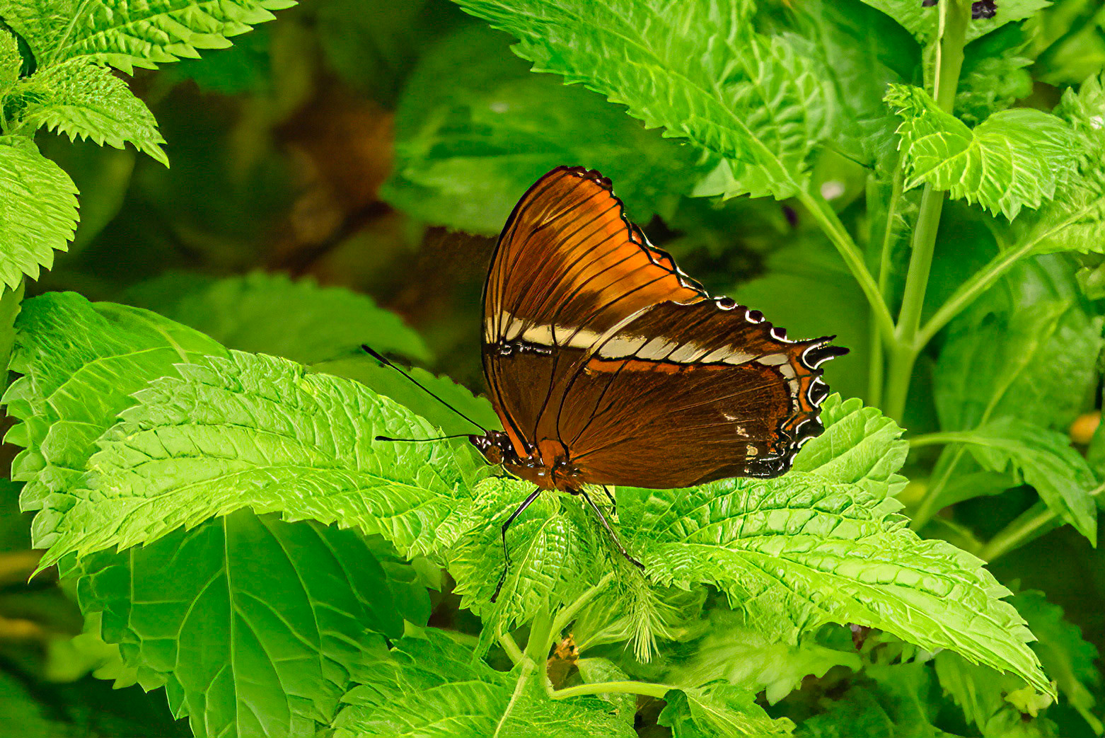 DTGD37589-Brown Tip Page