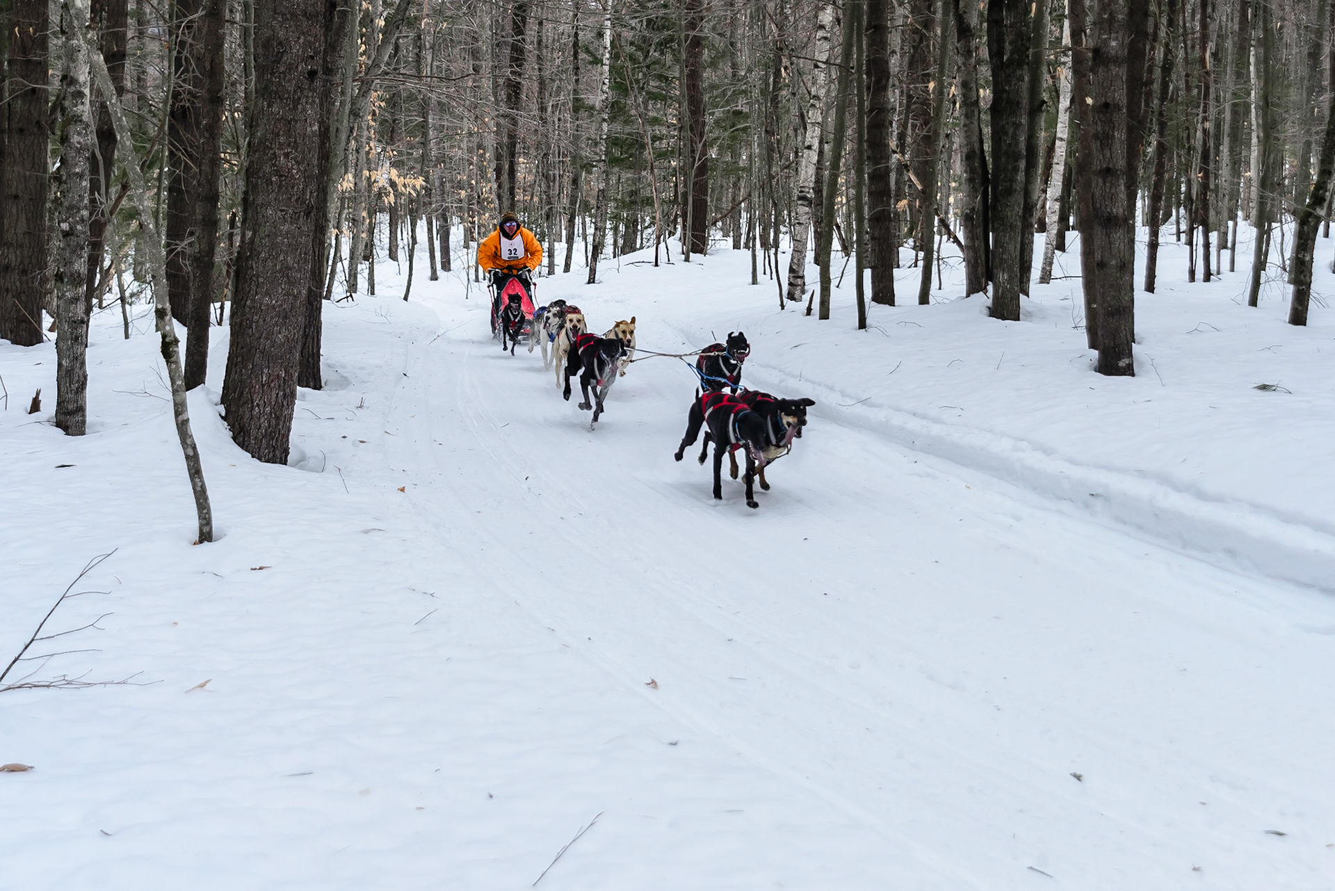 DTGD16819 Tamworth Sled Dog Races