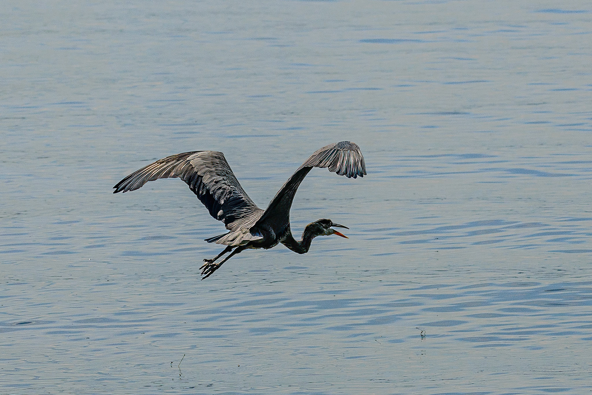 DTGD38361-Blue Heron on Winnipesaukee