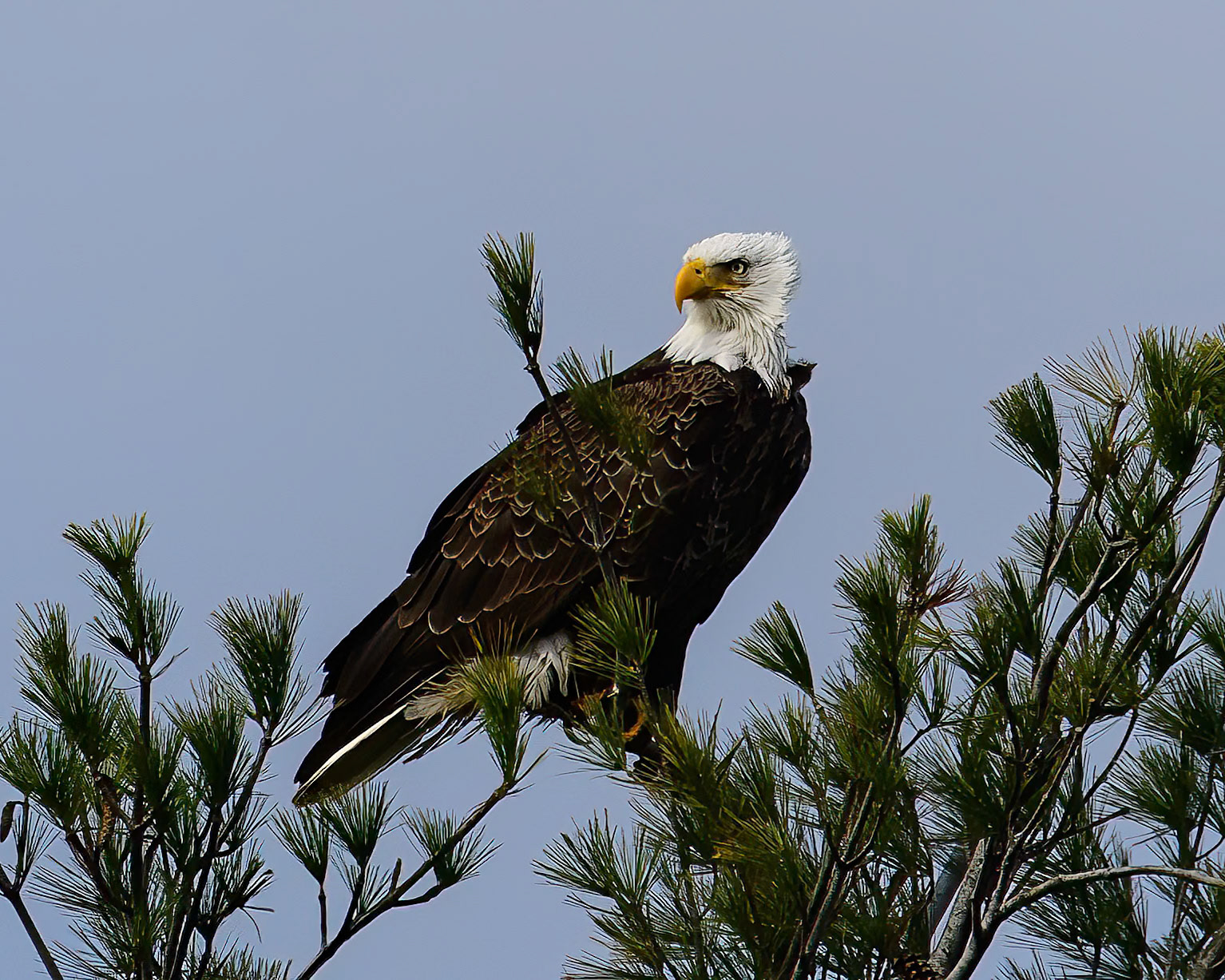 DTGD39561-Eagle on Winnipesaukee