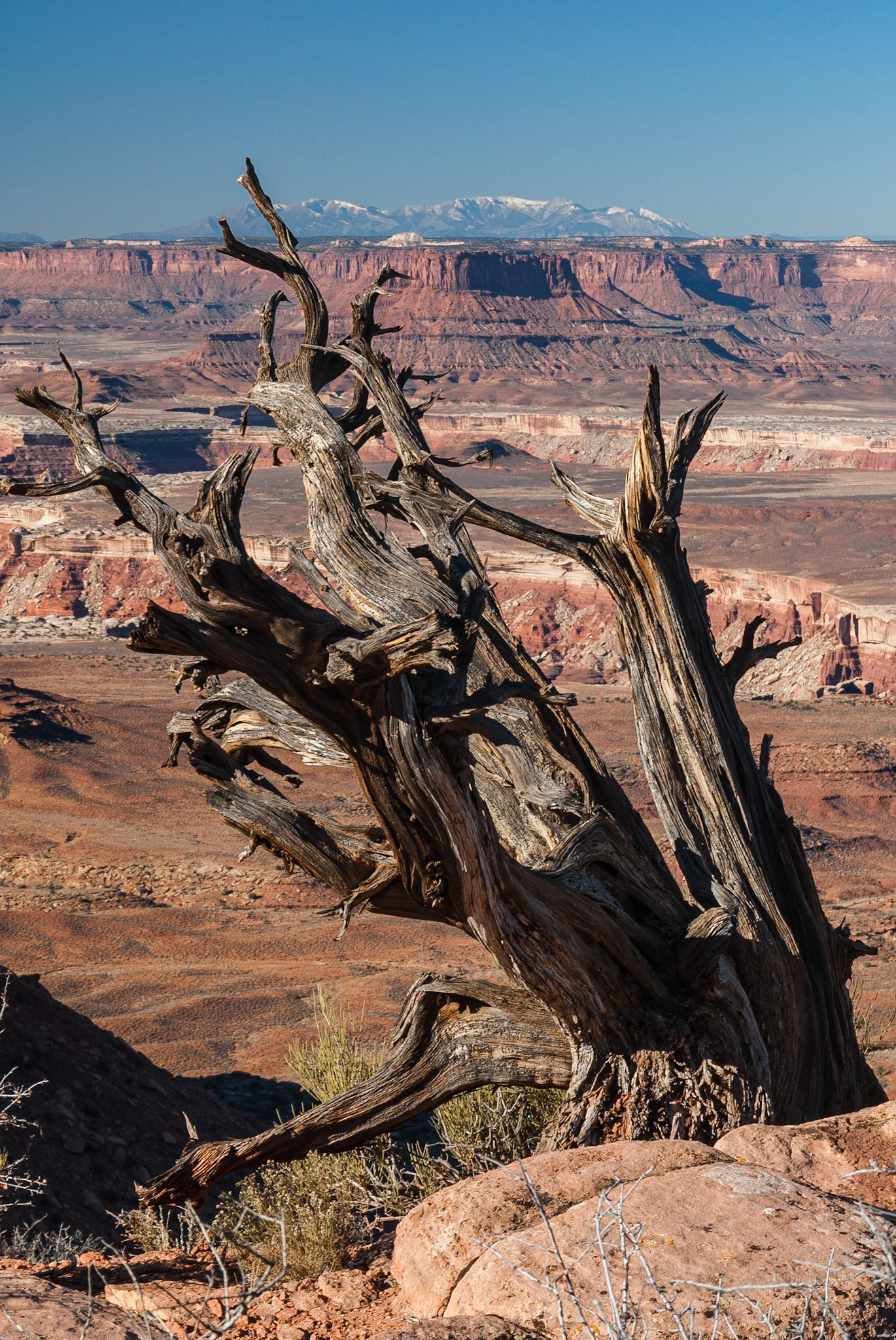 DTGD09838 Dead Juniper, Canyonlands