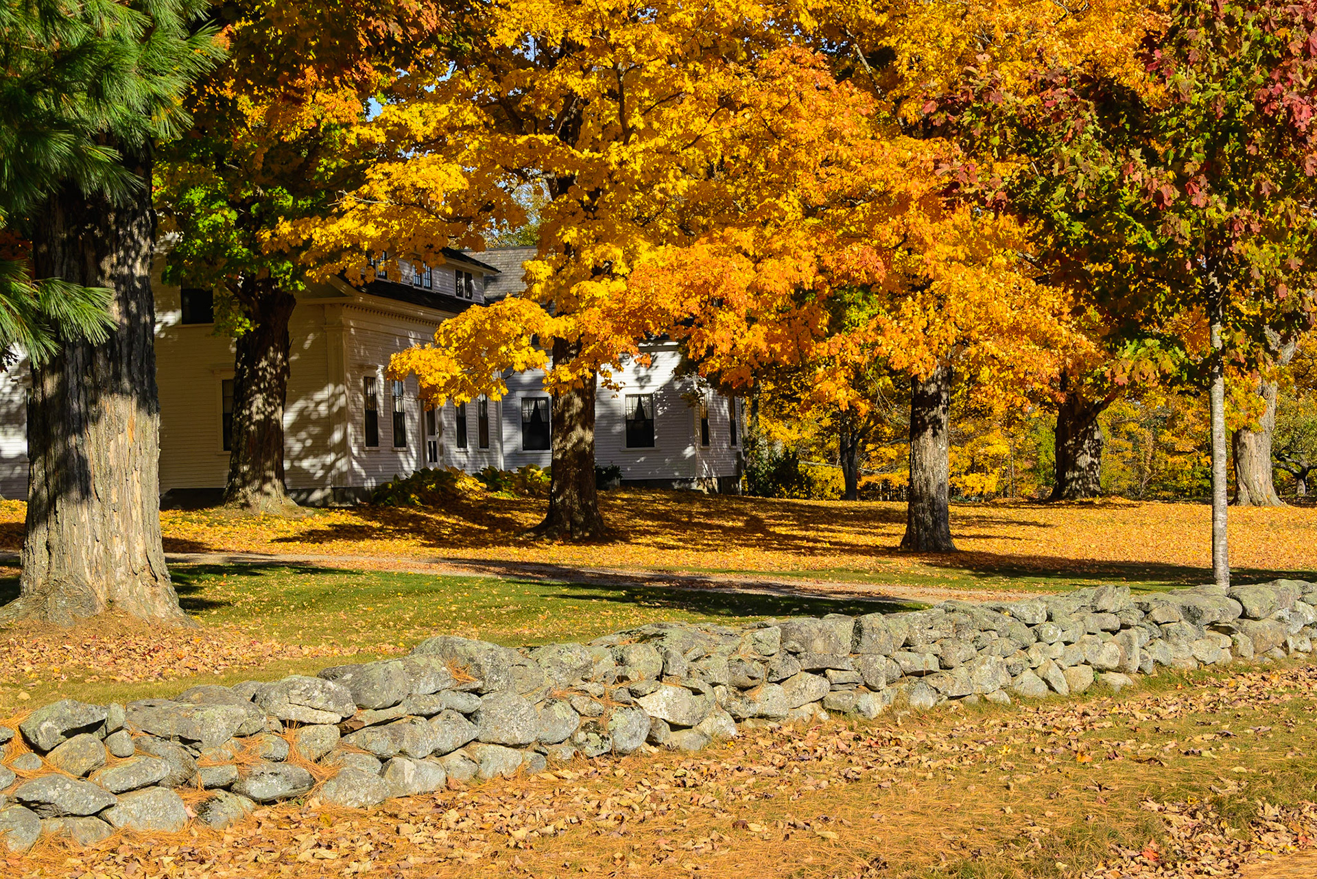 DTGD25217 Fall Color