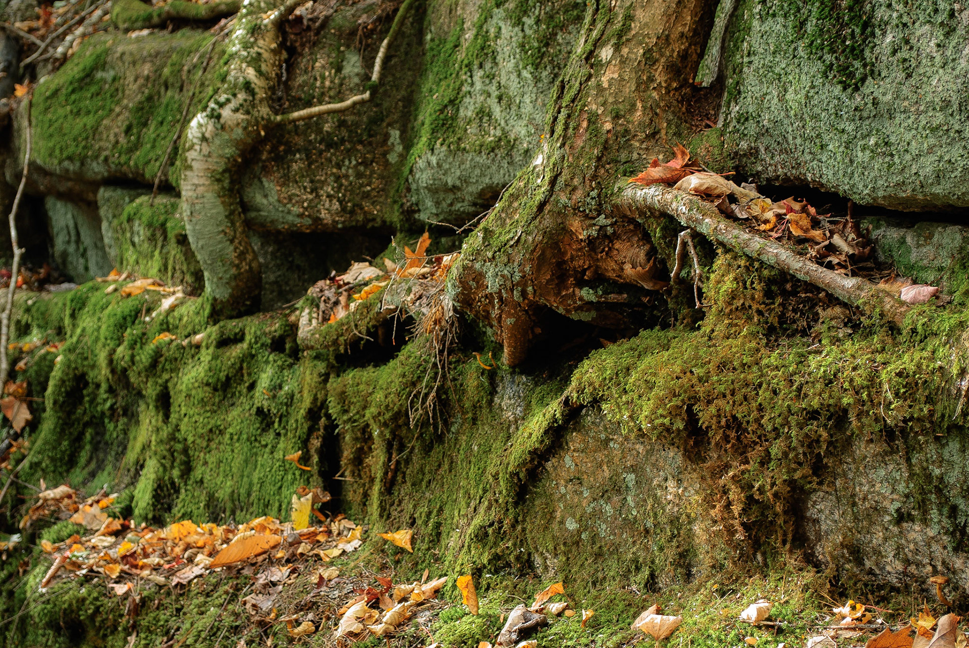Trees Hanging on for Life