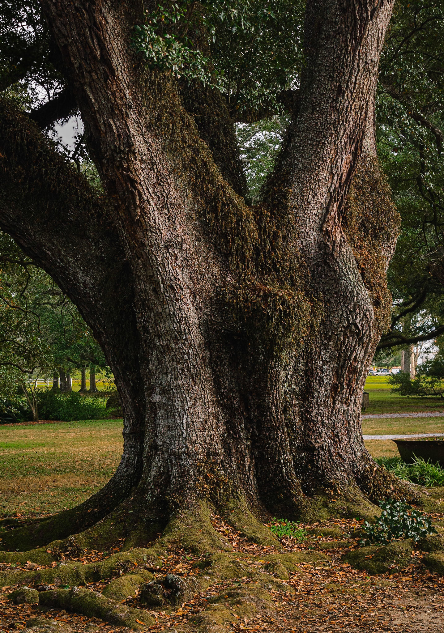 DTGD11647 300 Year Old Live Oak, Oak Alley Plantation