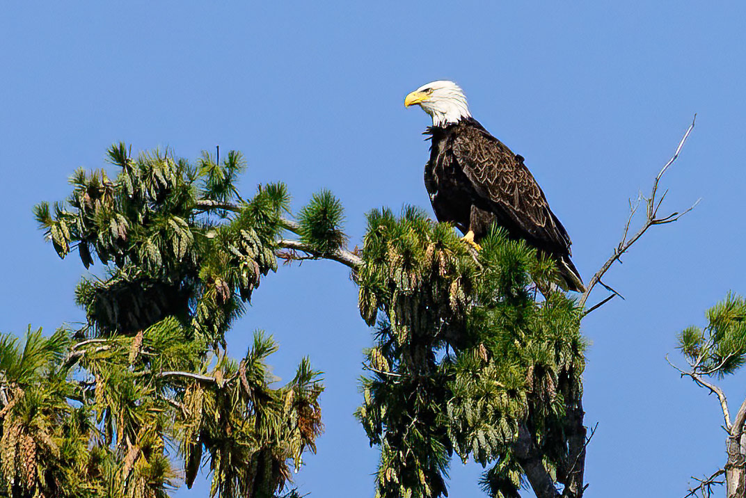 DTGD38448 Eagle on Winnipesaukee