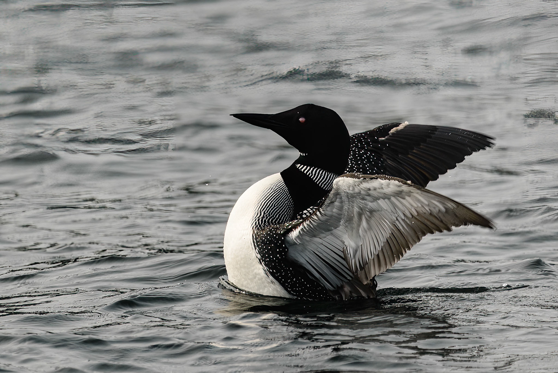 DTGD39833 Loon on Winnipesaukee