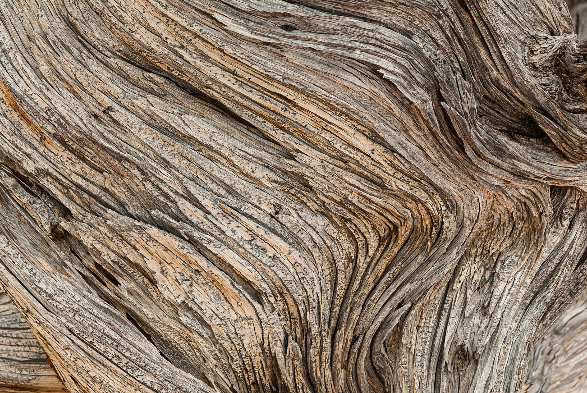 DTGD10460 Gnarled Tree, Devils Garden