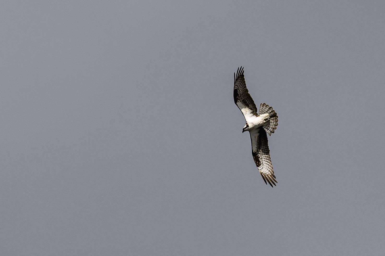 DTGD30783-Osprey