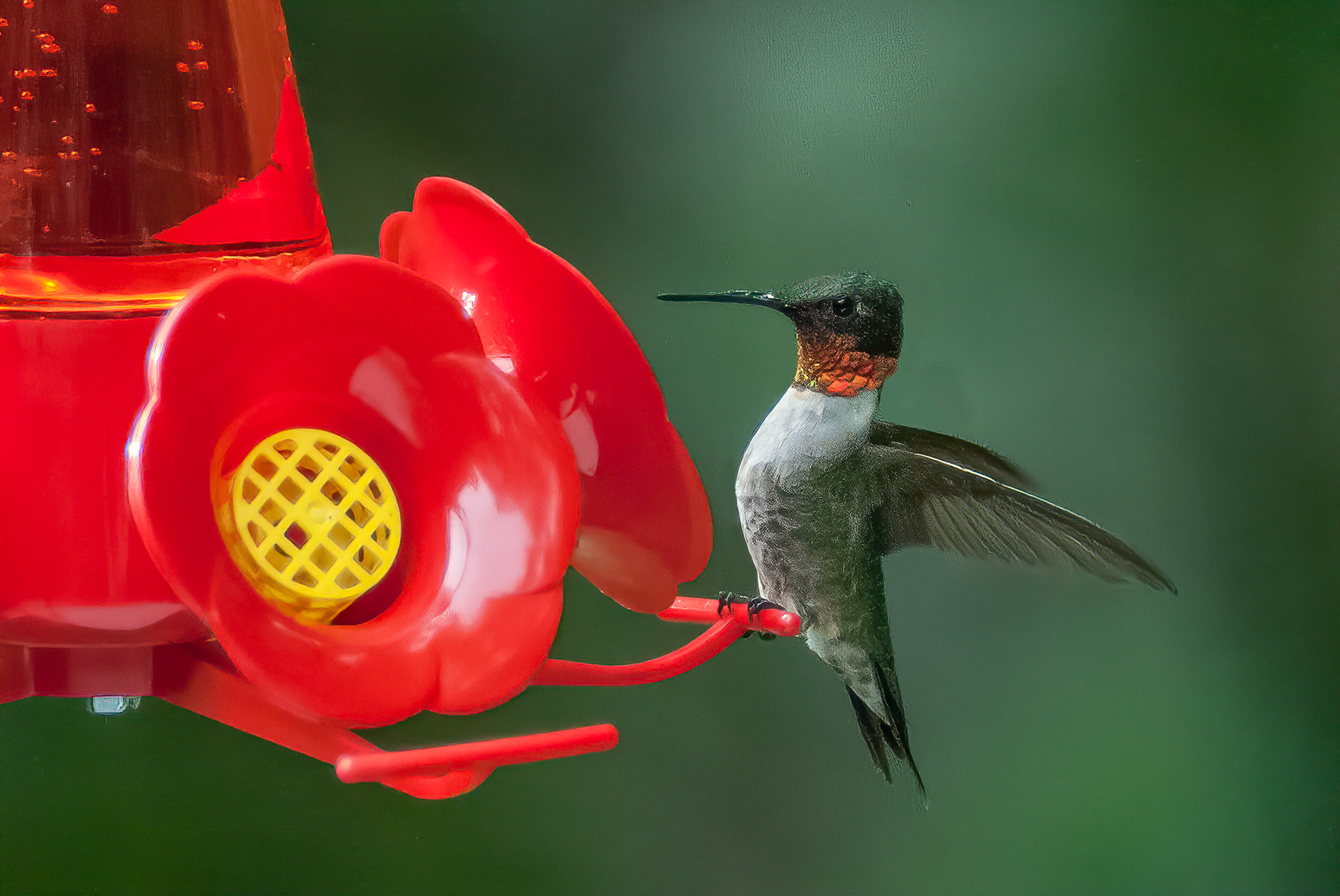 DTGD00398-Humming Bird