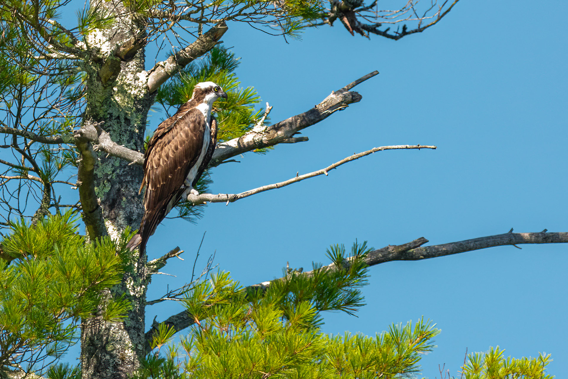 DTGD36189-Osprey