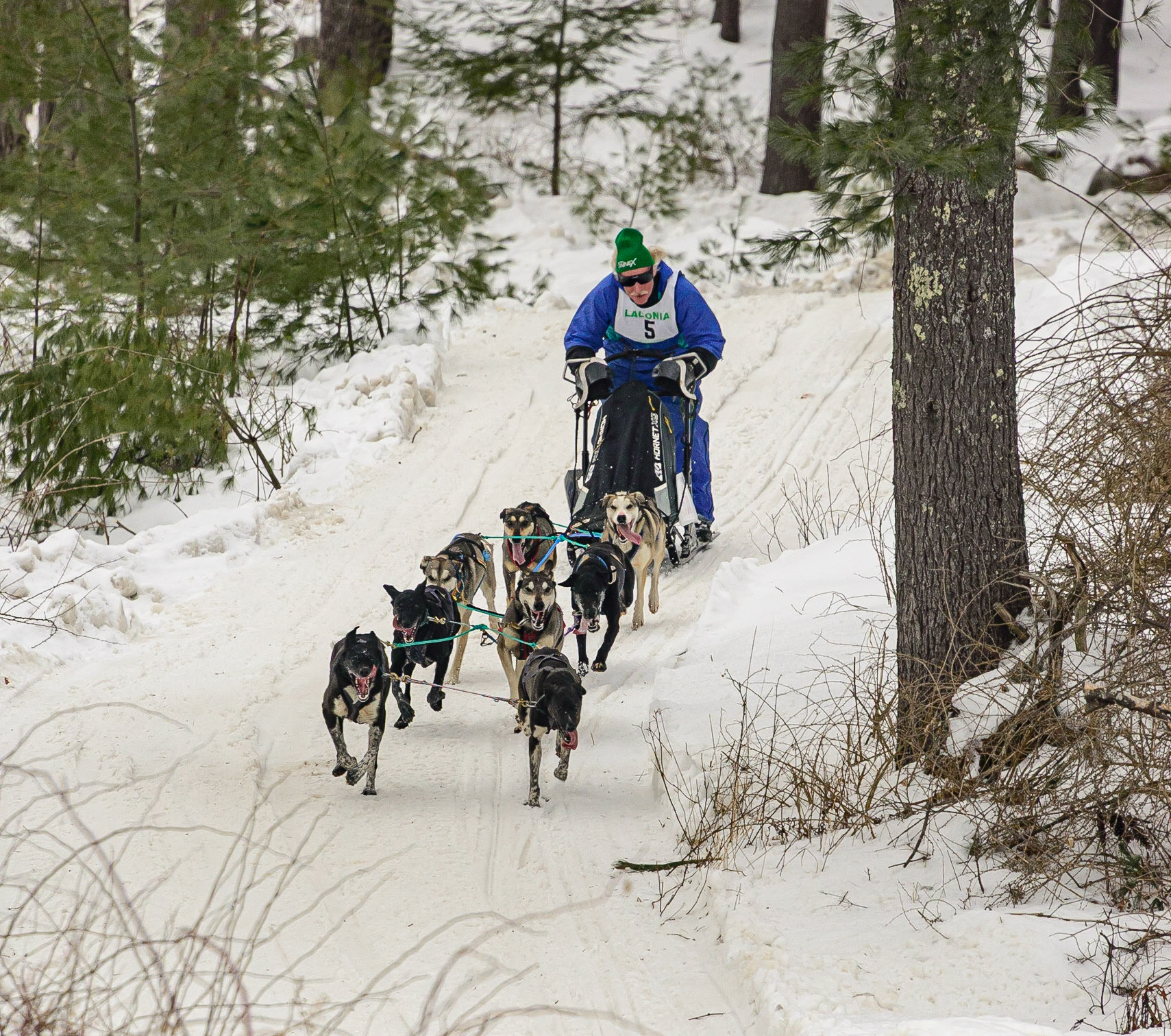 DTGD32309 Laconia, NH Sled Dog Races, 2020