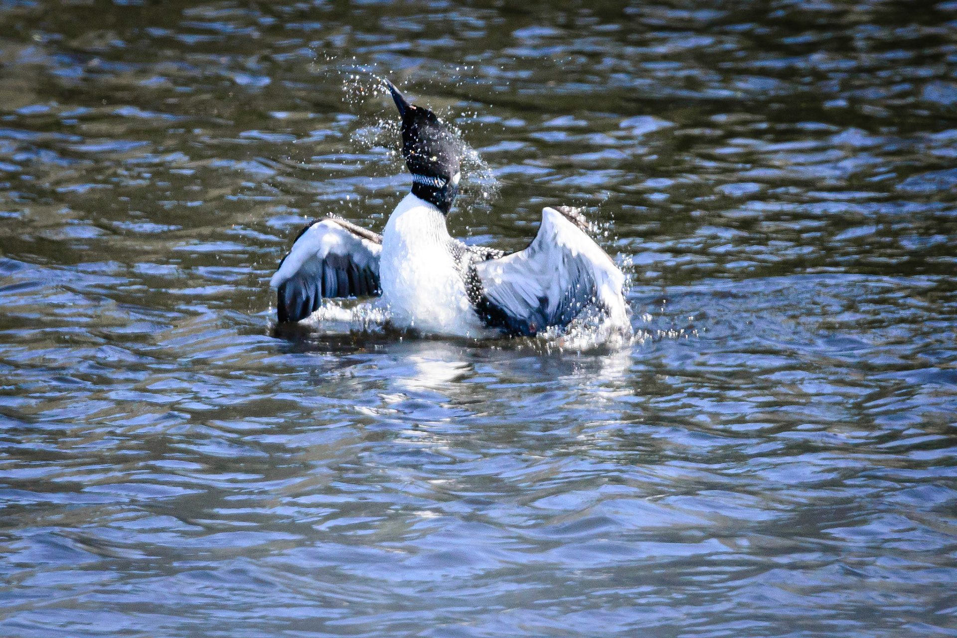 DTGD30644-Loon stretching wings