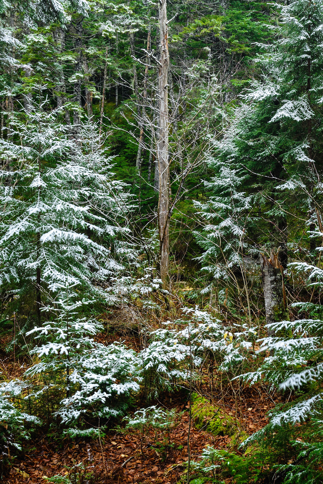 DTGD19033 First Fresh Snow in Forest along Jefferson Notch Road