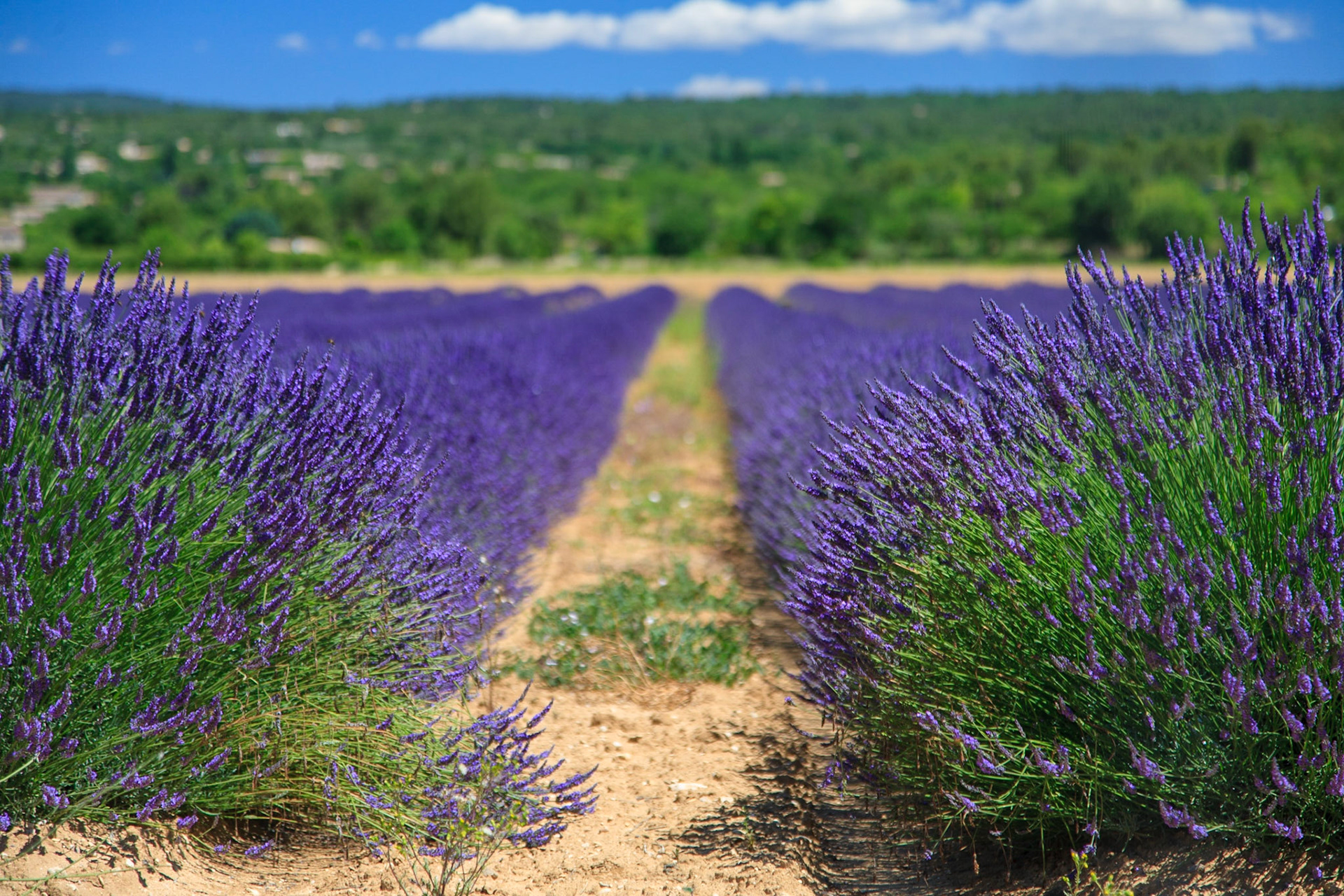 A field of lavender in Provence.