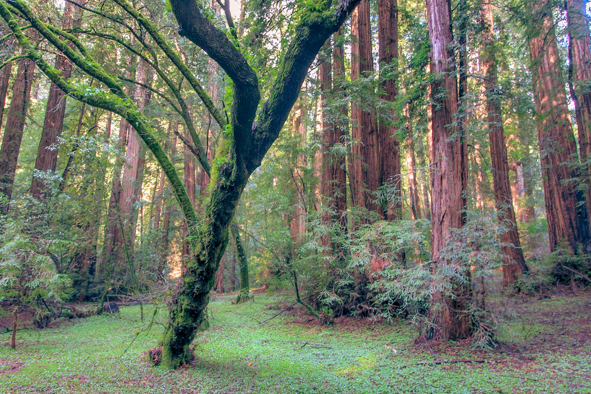 Muir Woods, California, USA