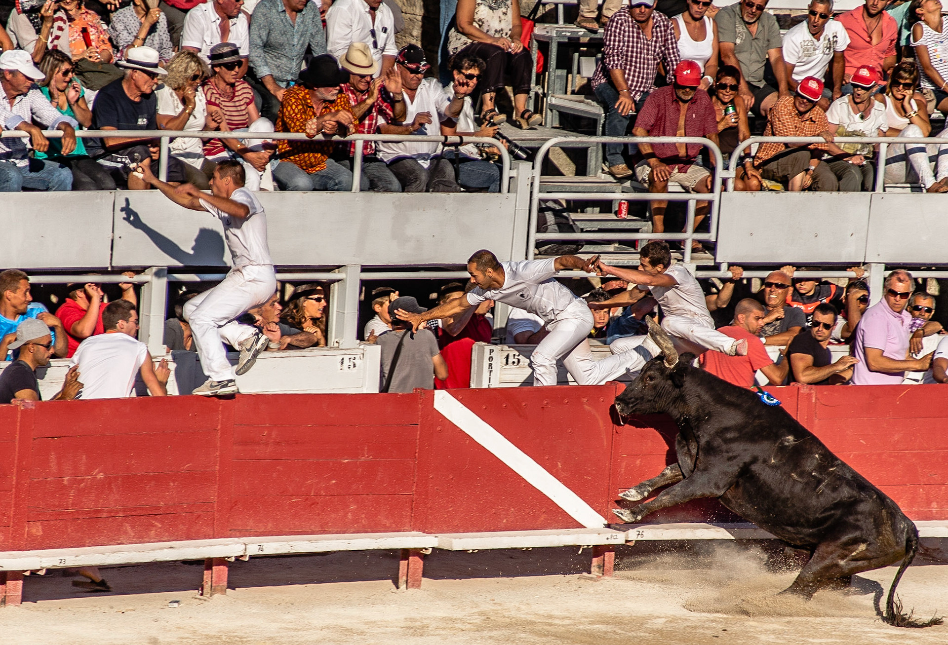 Bullfighters escape at the 2013 Cocarde d'Or in Arles, France.