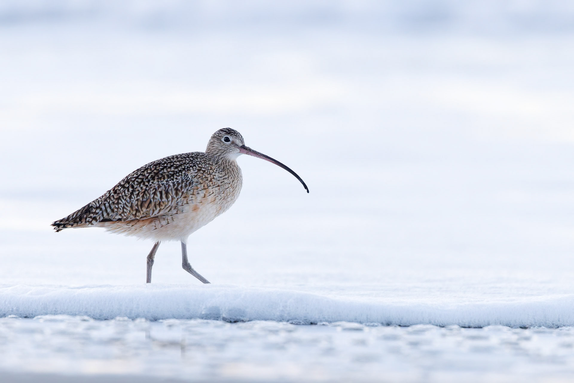 Long-billed Curlew
