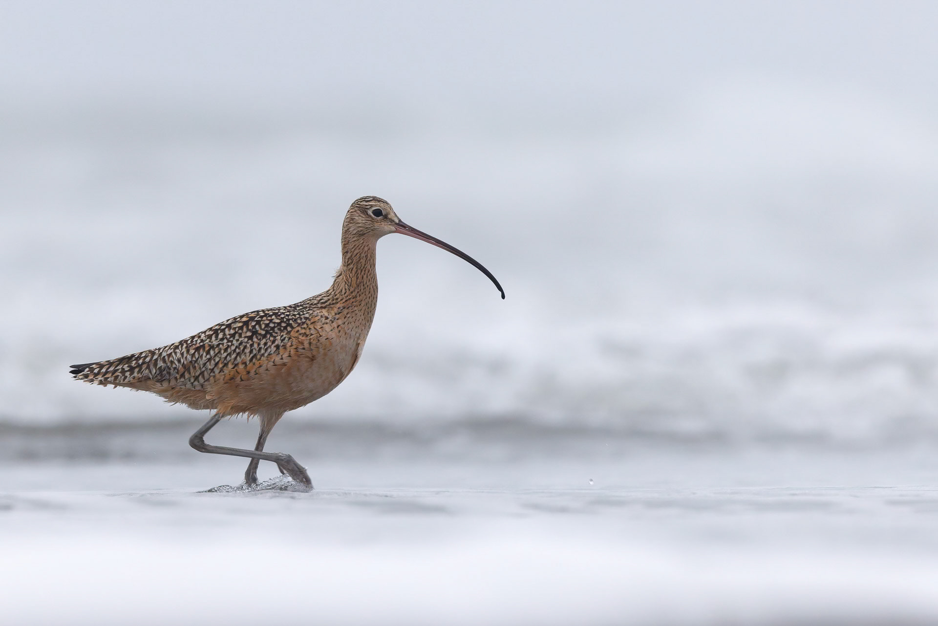Long-billed Curlew