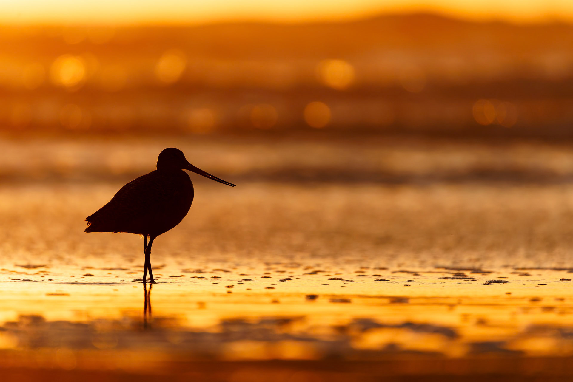 Marbled Godwit